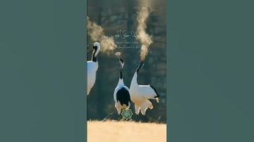 هذا خلق الله - القارئ الشيخ هيثم الدخين