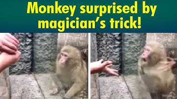 Monkey awe-struck by magician’s trick | VIDEO