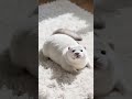 Sweet Surprise! A Special Friend Pops In🐾特別な仲間がやってきたよ♡¡Un Dulce Amigo Ha Llegad! #shorts #cuteanimal