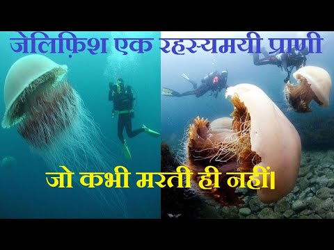 जेलिफ़िश के बारे में 10 चौंका देने वाले तथ्य। 10 Surprising facts about jellyfish in hindi