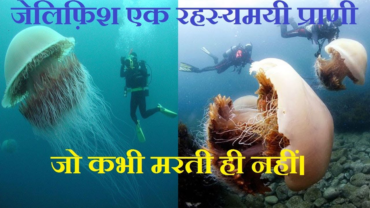 जेलिफ़िश के बारे में 10 चौंका देने वाले तथ्य। 10 Surprising facts about