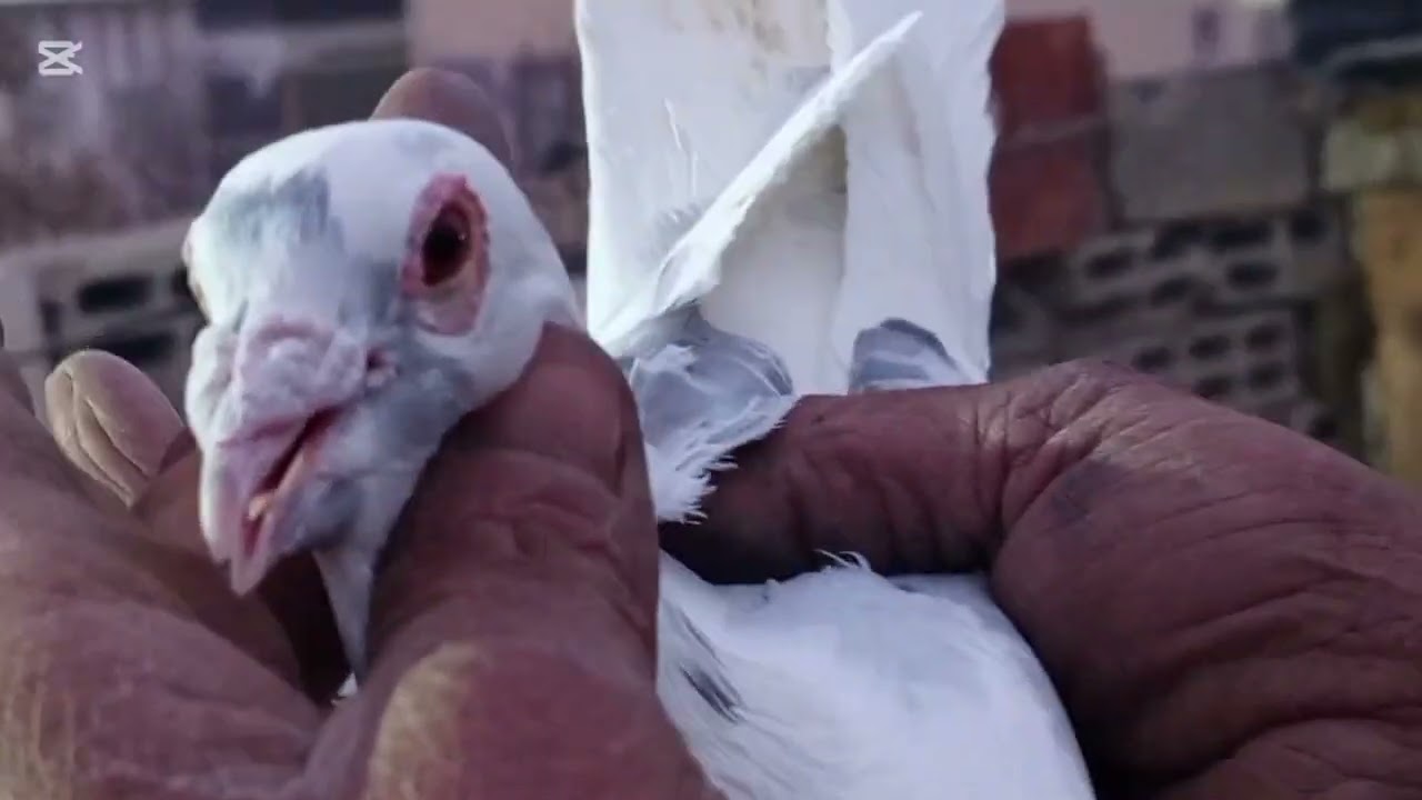 فيديو سريع صيد اليوم مرقع زااجل.وشوفو صيد هالاسبوع..26//1//2026