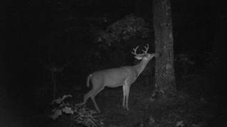 8 Point Buck