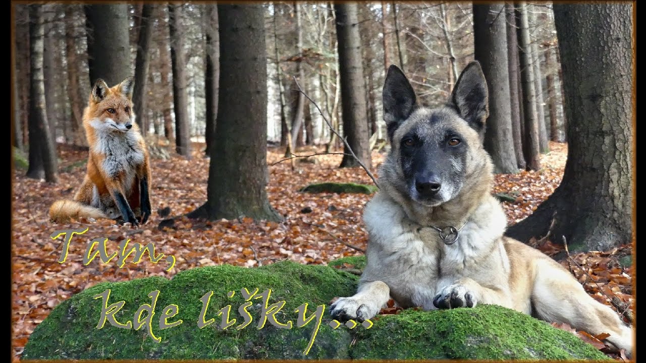 Tam, kde lišky