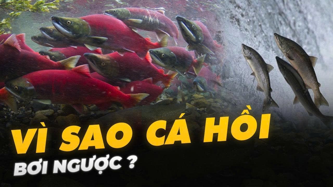 VÌ SAO CÁ HỒI BƠI NGƯỢC ?