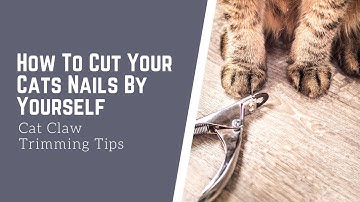 How To Cut Your Cats Nails By Yourself | Cat Nail Trimming Tips