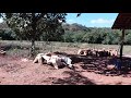 Construção do  rancho com madeiras de eucalipto