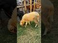 Gabtoli Haat Update August 2024 #goruloversofchattga #viralvideo #bullsfight #cow