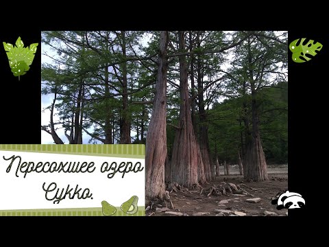 Video: Cypress lake sa Anapa