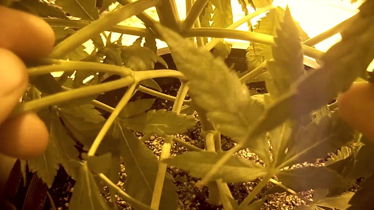 Growing GHS Bubba Kush AND DP White Widow.