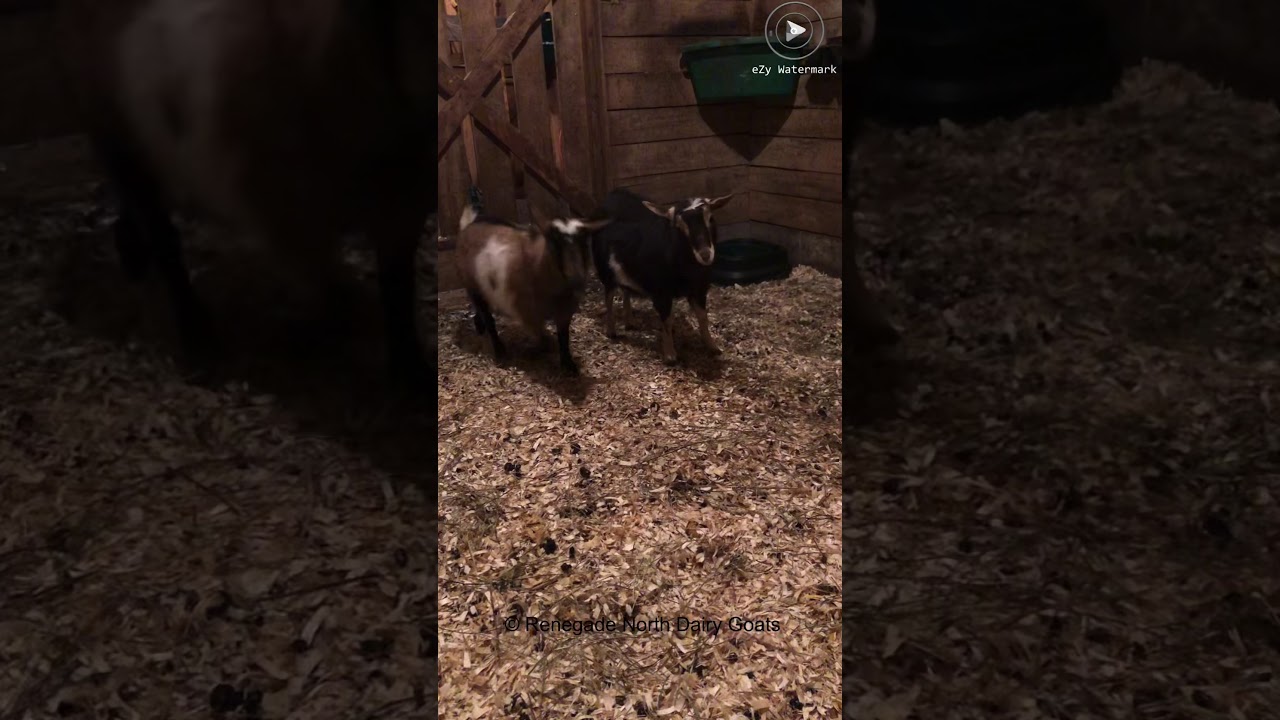 Goat with listeriosis - day 5