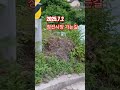 2025.7.2 정선시장으로 추~~울발#정선아지매#정선5일장#시골길