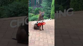 Chinas  Rarest U0026 Most Ancient Breed Chongqing Dog