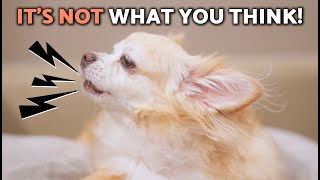 WHY Do Chihuahuas BARK So MUCH? (The REAL REASON Will Surprise You 🐕!)