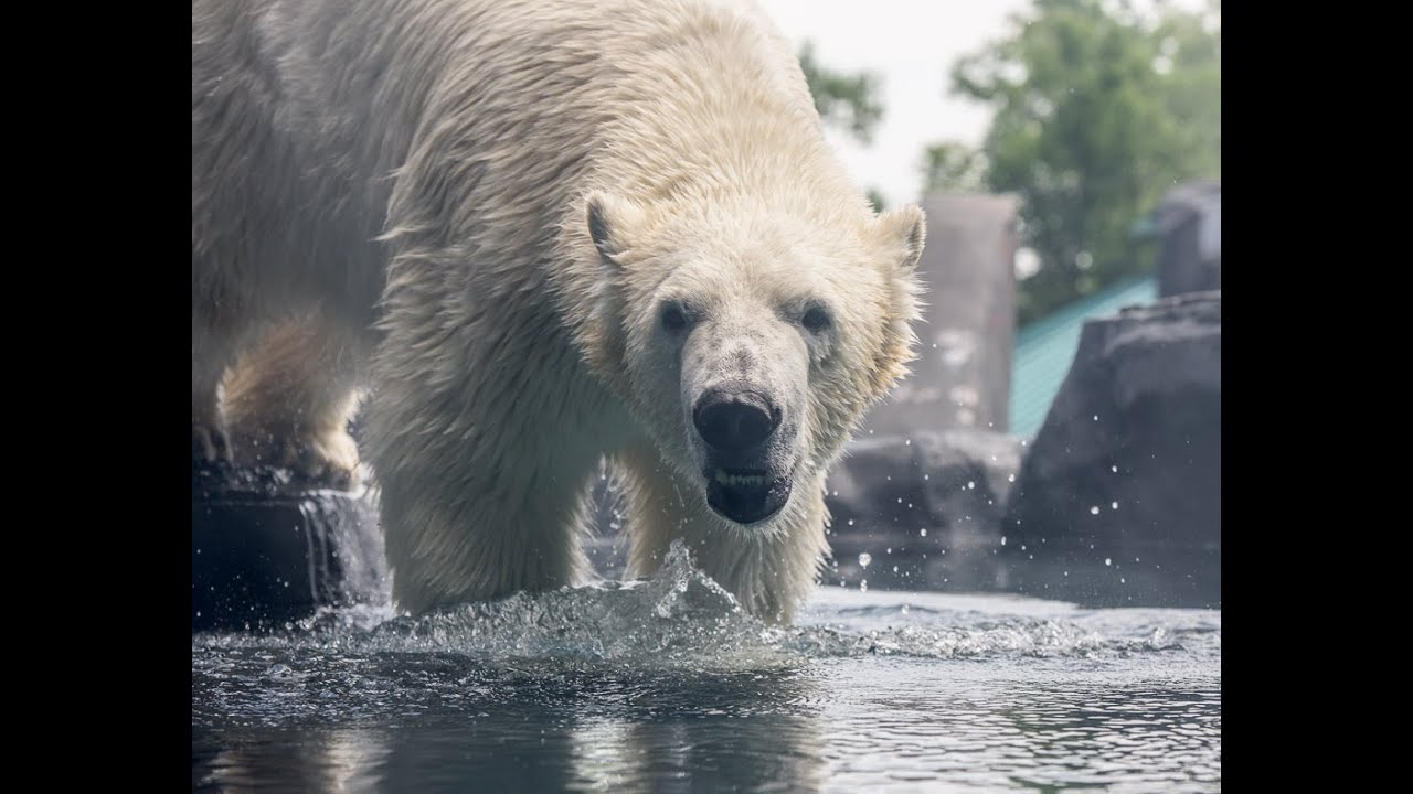Polar bear Kali makes a splash at Saint Louis Zoo