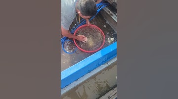 cá heo giống 99995