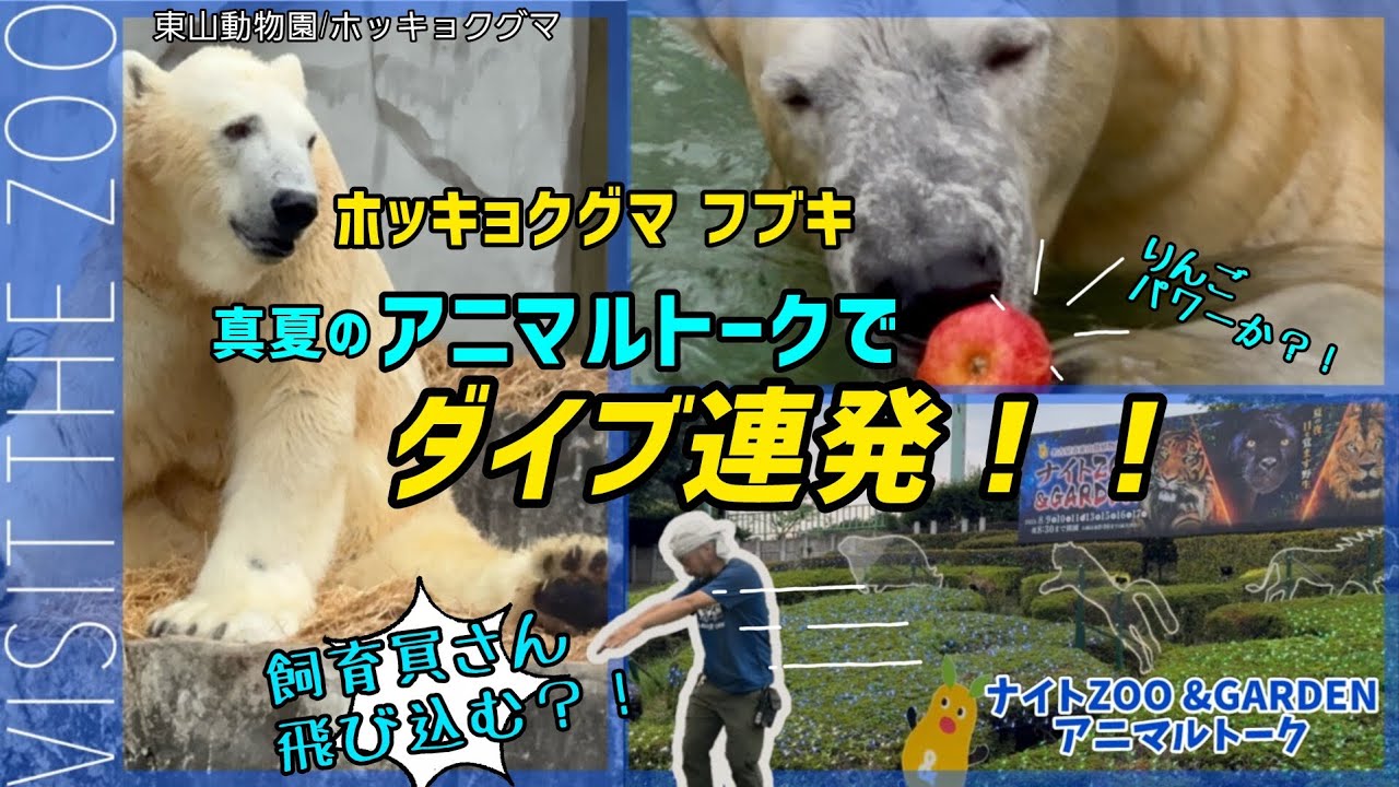 フブキくん、アニマルトークでパワー全開！りんご丸かじりに観客歓喜 #東山動物園 #ホッキョクグマ #フブキ