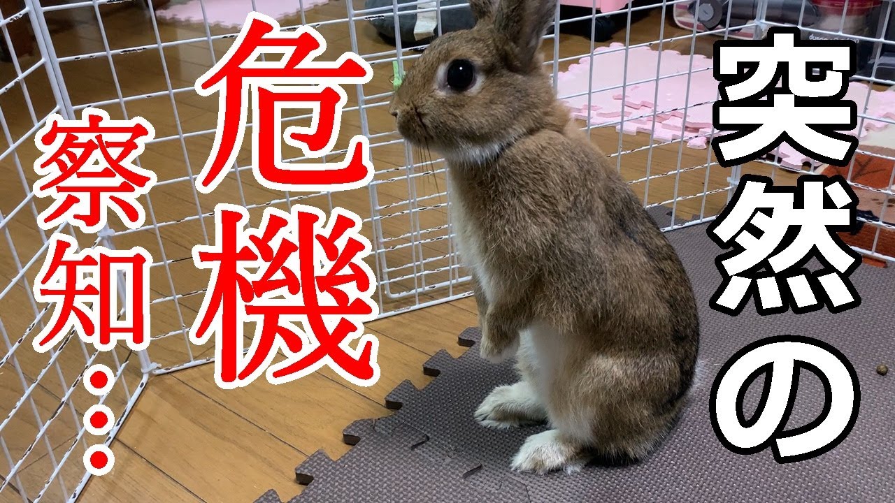 ウサギの本能で危険を察知 その後に取る行動は Vol 45 Youtube