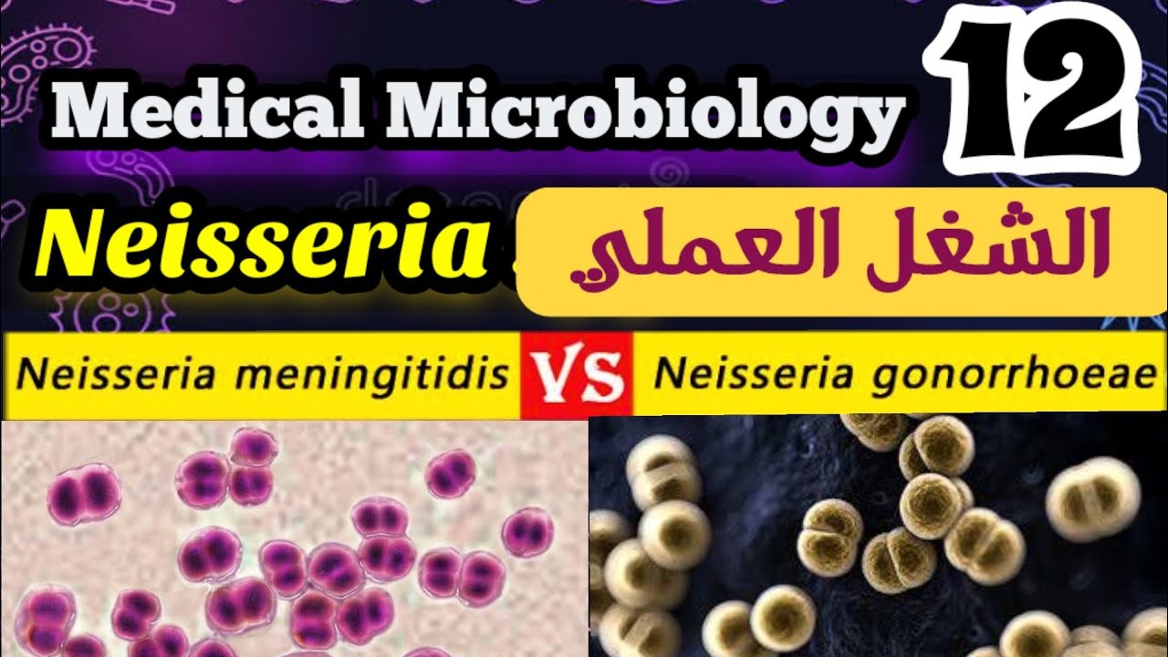Difference Between Neisseria Gonorrhoeae And Meningitidis شرح بالعربي