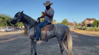 Como Flexionar tu Caballo....COMO HACER PARA NO CONFUNDIR TU CABALLO!