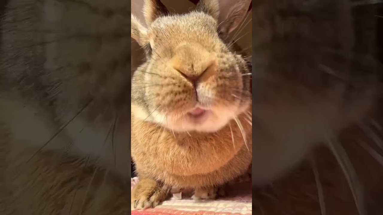 “Bunny cutely eats a dandelion 🌼🐰 