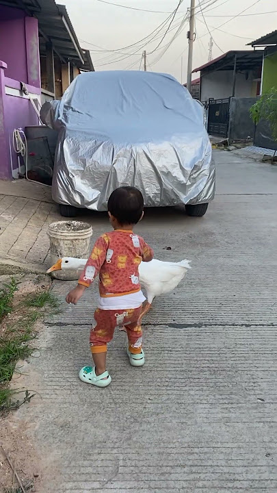 Akibat Jahil Sama Angsa Putih!! #duck #angsaputih #cuteanimals #angsa #funny #beranda #hewan #cute