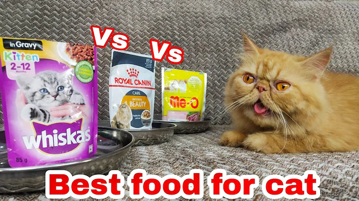 Video 4190311: persian cat food review, royal canin, kitten food, calico
