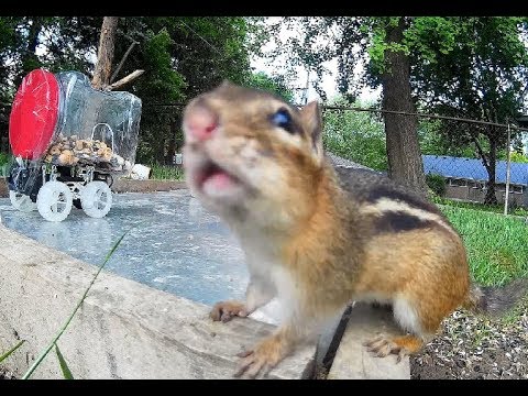 toy-cars-flying,-protecting-the-food-bowl,-and-fun-stuff