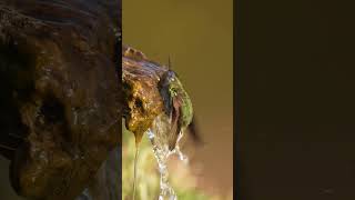 El baño del colibrí #sonyalphachile #alphauniverselatin #sonyalpha #sonyalphapartners #birds #aves