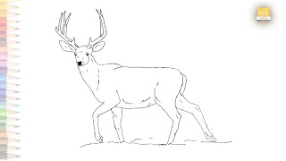 Mule deer buck drawing easy | How to draw Mule deer step by step | Deer drawing tutorials |art janag