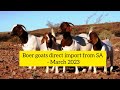 New batch of boer goats  direct import from south africa to kenya march 2023 group