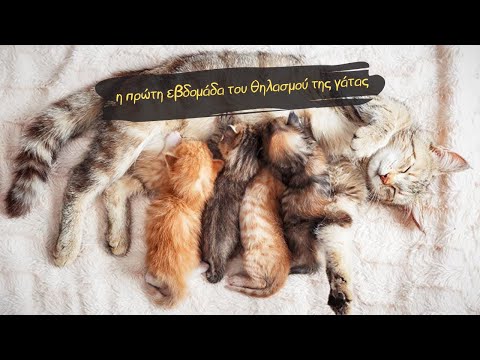Οι πρώτες 7 ημέρες του θηλασμού της γάτας