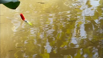 Tập 536 - Câu Cá Rô Đồng Ven Sông Lớn Cá Rô Rút Vô Mé Bờ Toàn Cá Bự Bự Mồi Xuống Là Ăn