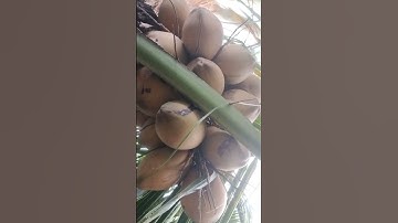 Mời Cả nhà uống nước cùng em. dừa e tự trồng.#nongthon #quetoi #₫atđo #vungtau