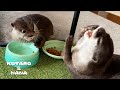 堂々とごはんを盗まれてるカワウソが取った行動　Otter Gets His Revenge For a Stolen Meal