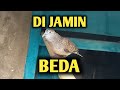 Suara Perkutut Lokal Asli Dan Jernih Cocok Buat Pancingan Omkicau(.mp3 .mp4) Mp3 - Mp4 Download