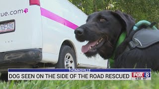 Dog seen on the side of the road in Thomasville rescued