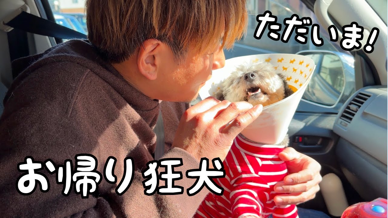 【おかえり】大手術を終え狂犬が我が家に帰ってきてくれました…！｜グレートピレニーズ&オールドイングリッシュシープドッグ&トイプードル
