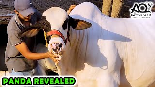 PANDA | PARI | Noor e Chashm REVEALED | AQ Cattle Farm