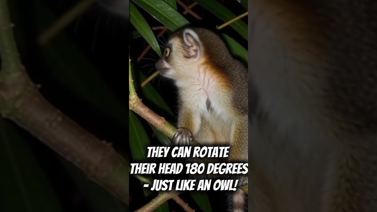 The Cutest Alien on Earth? Meet the Mysterious Philippine Tarsier 👀🇵🇭"Tarsier