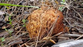 Phallomycetidae | Wikipedia audio article