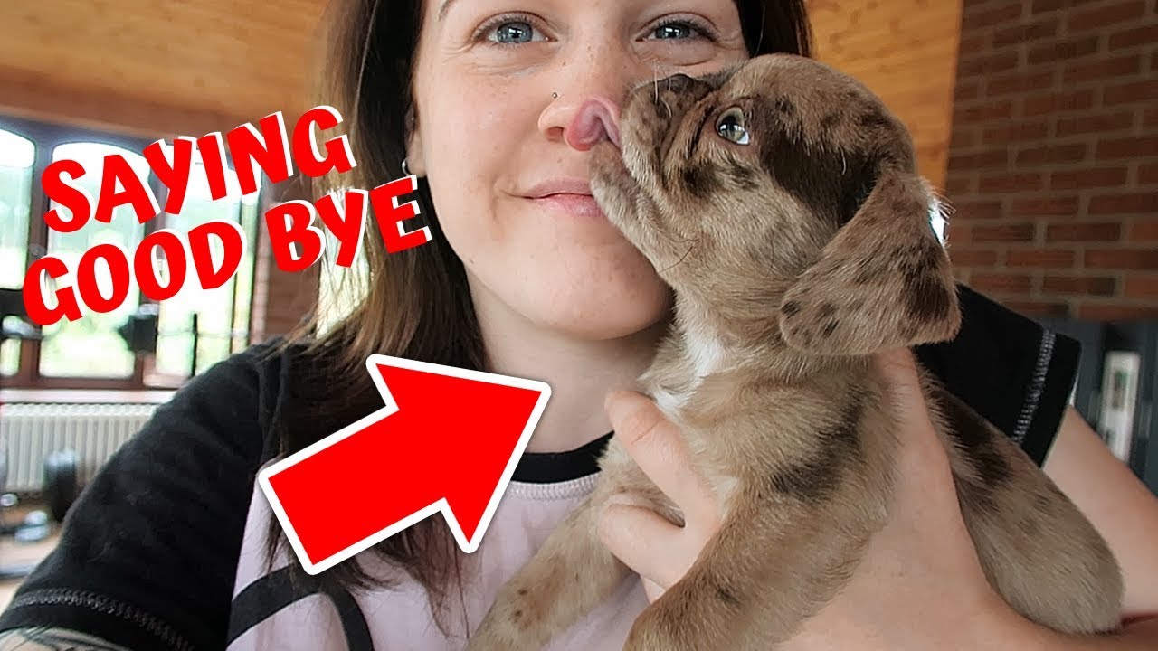 YOUTUBE FAMILY TAKES AWAY 2 OF THE PUG PUPPIES!!! ONLY 1 LEFT 😥