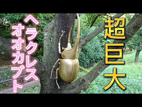 超巨大黄金のヘラクレスオオカブト をつかまえました
