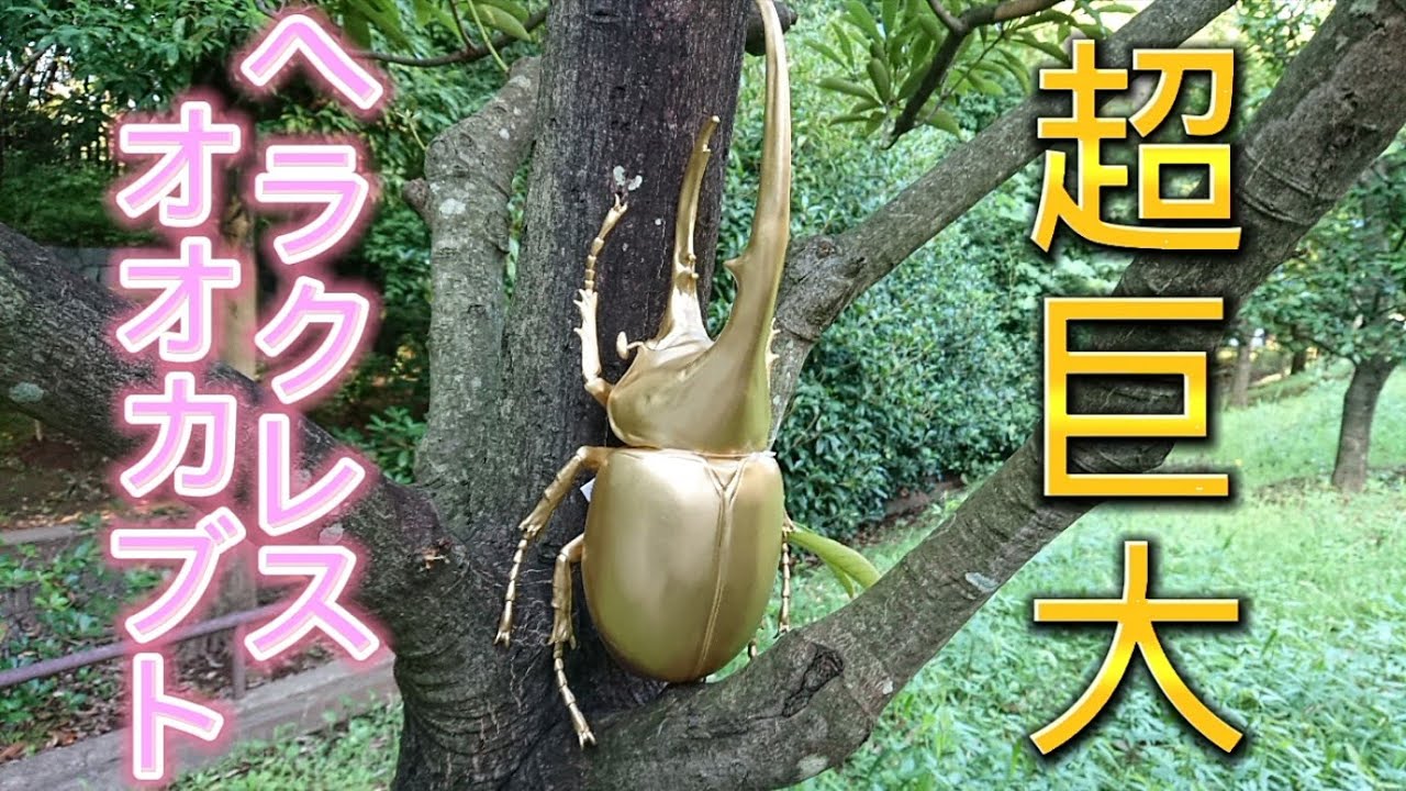 超巨大黄金のヘラクレスオオカブト!？をつかまえました - YouTube