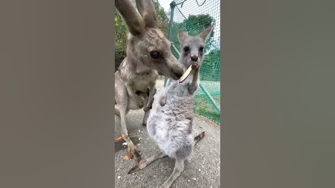 カンガルー