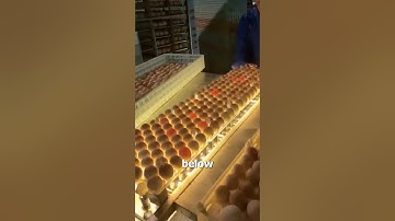 How Eggs Are Sorted Without Breaking 😳