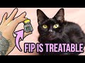 I'm Treating My Cat for FIP