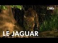 Le jaguar