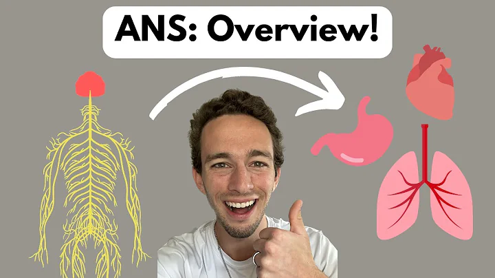 Autonomic Nervous System: Comprehensive Overview!