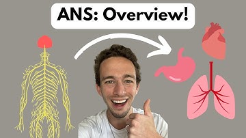 Autonomic Nervous System: Comprehensive Overview!